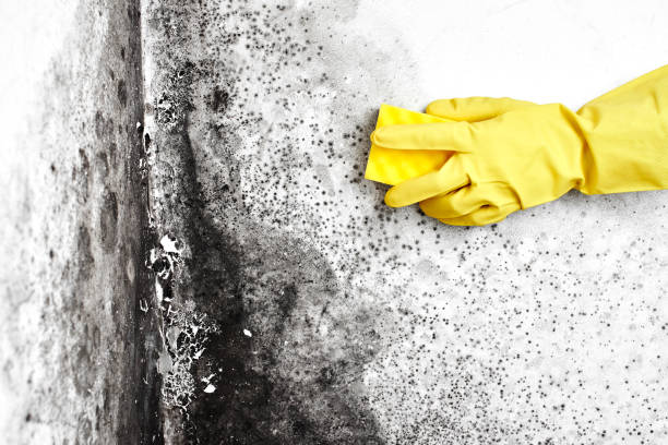 Office Mold Removal Services in Dundee, FL