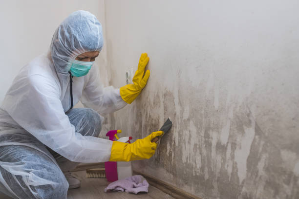 Best Residential Mold Removal  in Dundee, FL