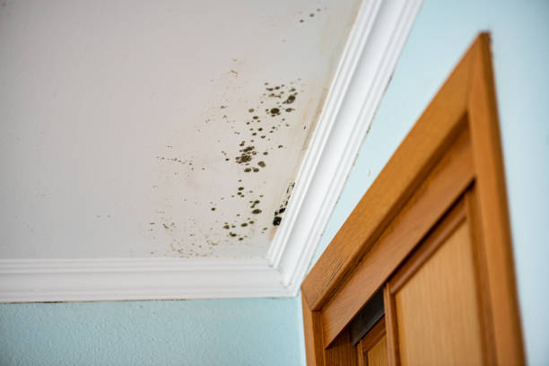 Best Local Mold Removal Service  in Dundee, FL