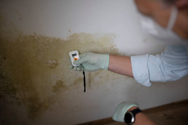 Best Mold Cleaning Services  in Dundee, FL