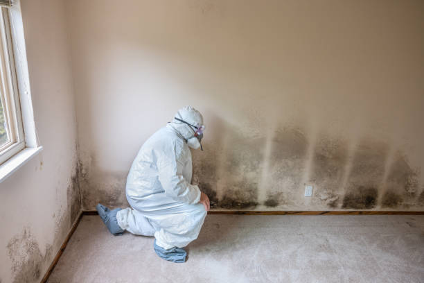 Mold Testing and Removal in Dundee, FL