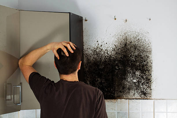 Professional Mold Removal in Dundee, FL