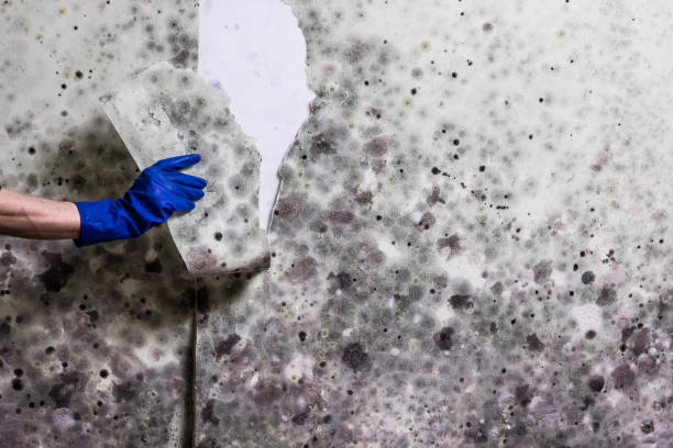 Best Mold Removal Company Near Me  in Dundee, FL
