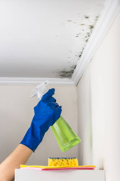 Best Mold Remediation  in Dundee, FL